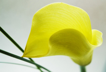 Gelbe Callas